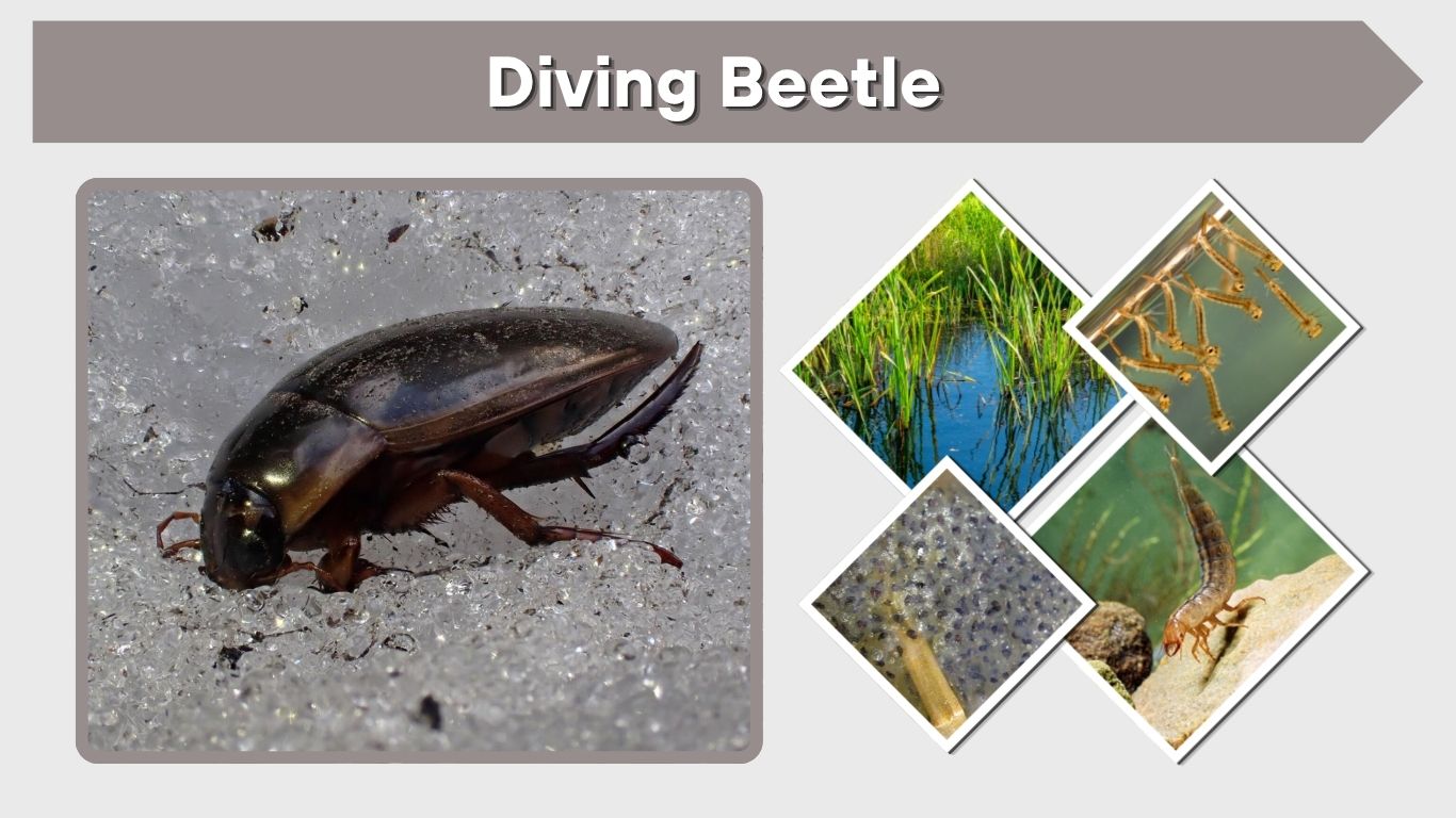 Diving Beetle: Identification, Diet, Larvae, Bite, and Habitat