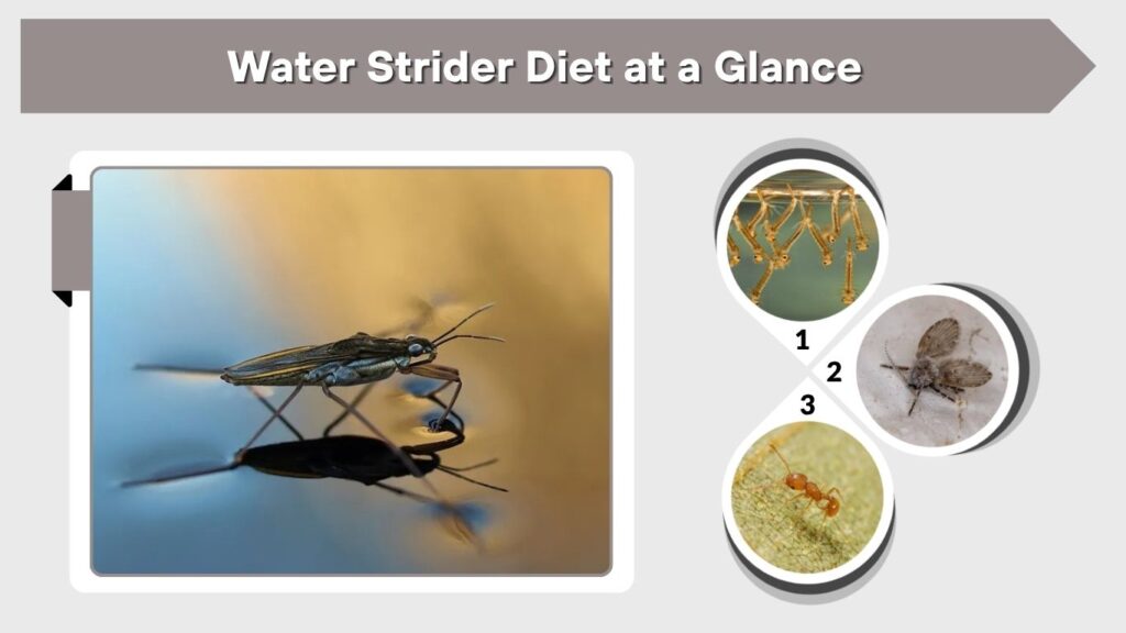 Water Strider Diet at a Glance