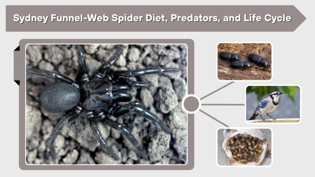 Sydney Funnel-Web Spider Diet, Predators, and Life Cycle
