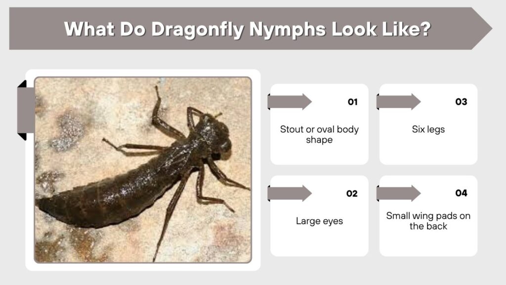What Do Dragonfly Nymphs Look Like?