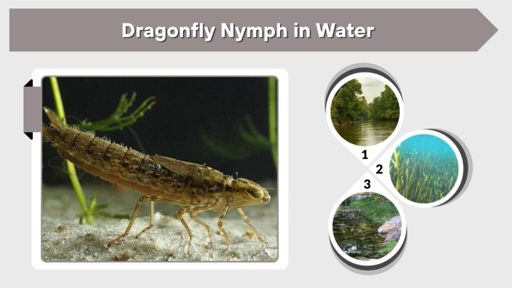 Dragonfly Nymph in Water