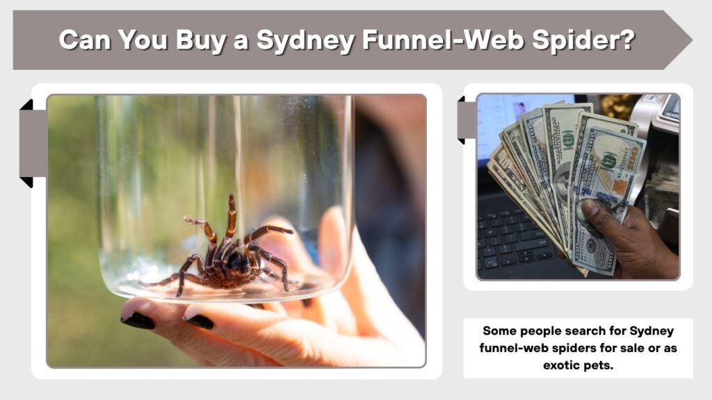 Can You Buy a Sydney Funnel-Web Spider?