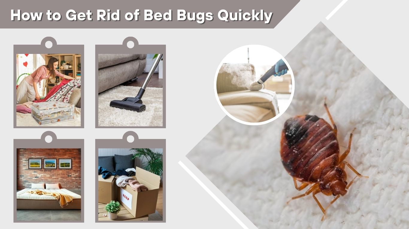 How to Get Rid of Bed Bugs Quickly at Home