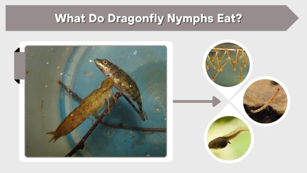 What Do Dragonfly Nymphs Eat?