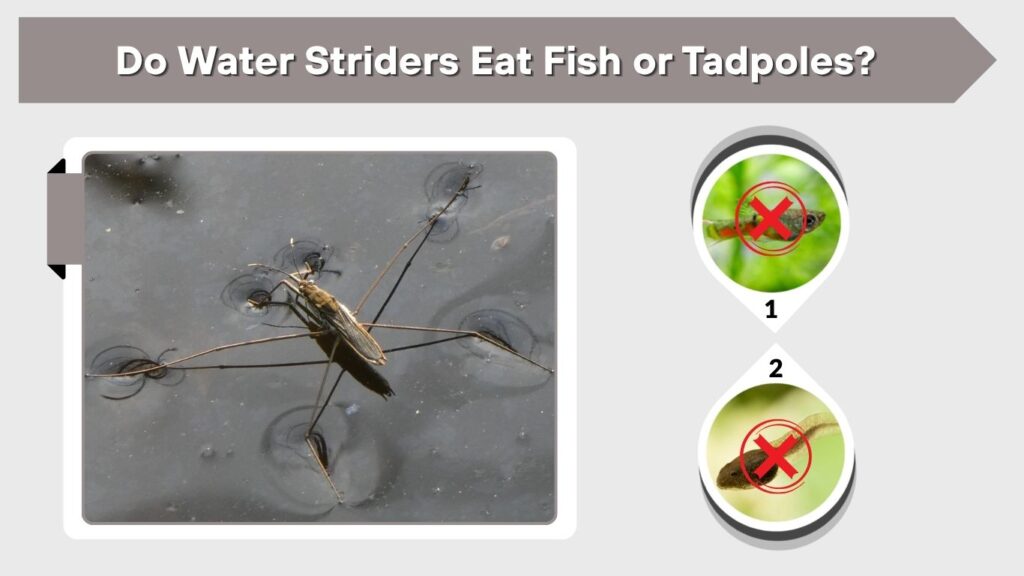 Do Water Striders Eat Fish or Tadpoles?
