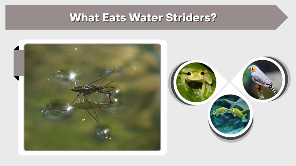What Eats Water Striders?