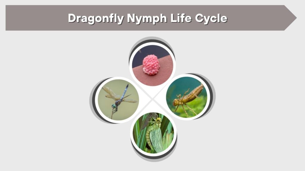 Dragonfly Nymph Life Cycle