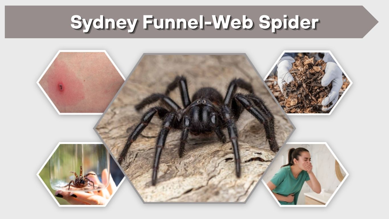 Sydney Funnel-Web Spider: Bite, Venom, Size and Facts