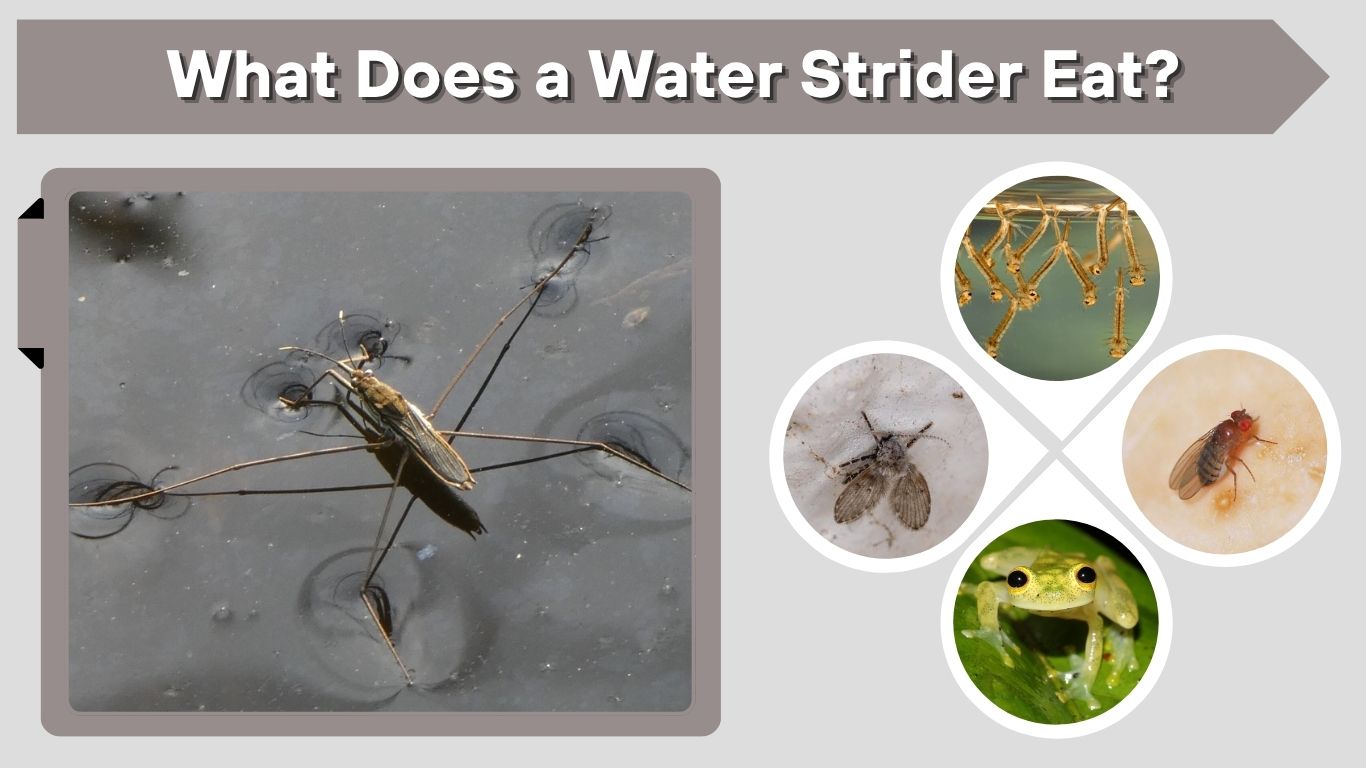 What Does a Water Strider Eat? Diet and Feeding Habits