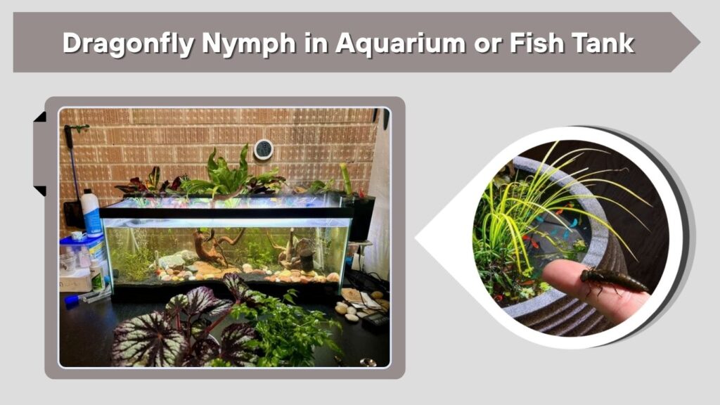 Dragonfly Nymph in Aquarium or Fish Tank
