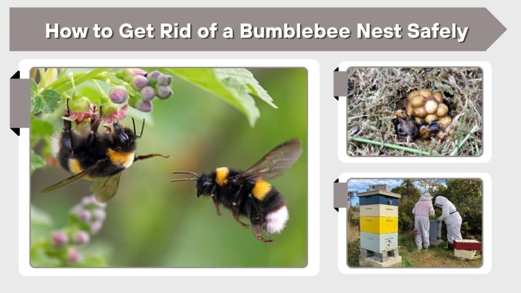 How to Get Rid of a Bumblebee Nest Safely