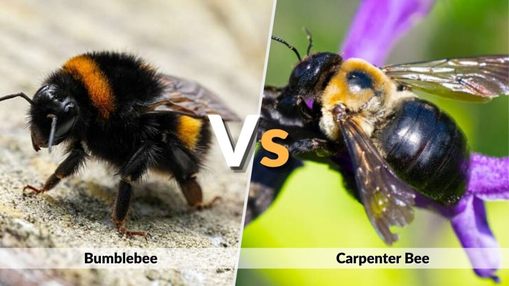 Bumblebee vs Carpenter Bee