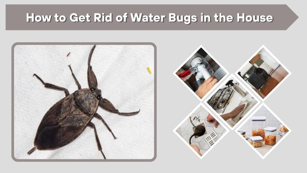 How to Get Rid of Water Bugs in the House