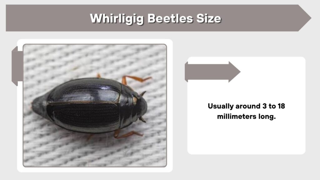 Whirligig Beetles Size