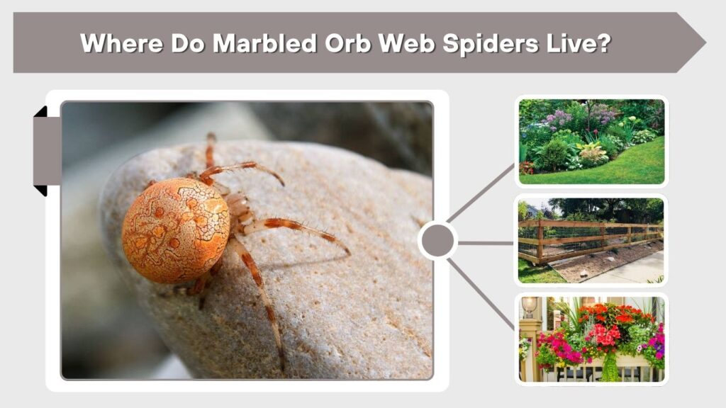Where Do Marbled Orb Web Spiders Live?