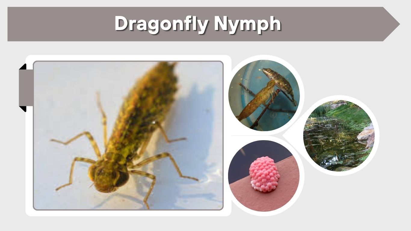 Dragonfly Nymph: Identification, Diet, Life Cycle, and Facts