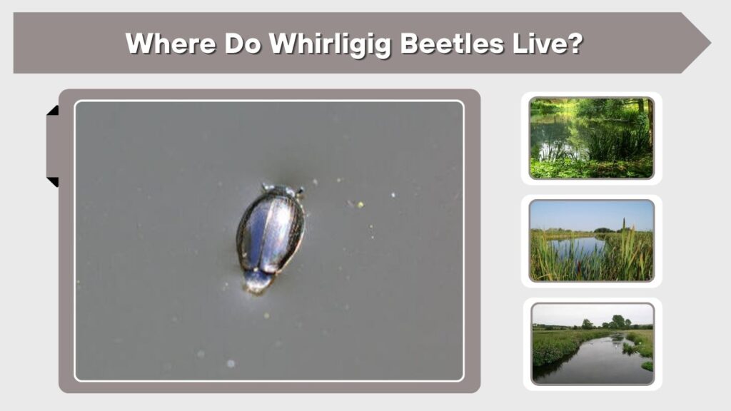 Where Do Whirligig Beetles Live?