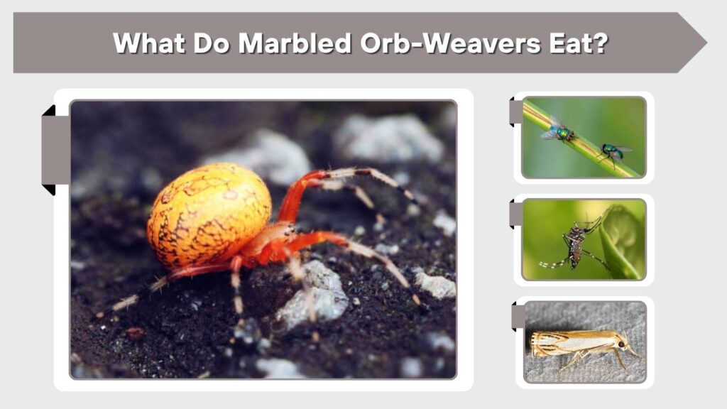 What Do Marbled Orb-Weavers Eat?