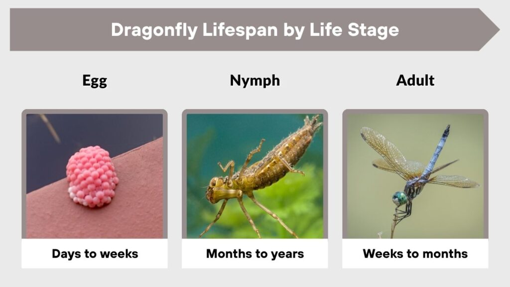 Dragonfly Lifespan by Life Stage