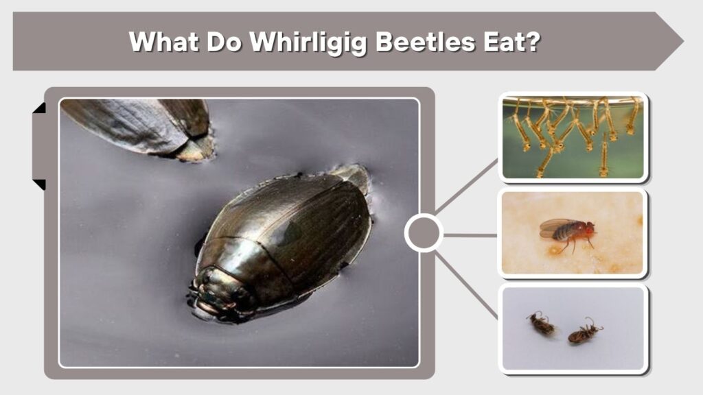 What Do Whirligig Beetles Eat?
