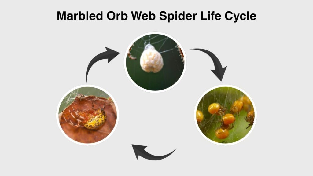 Marbled Orb Web Spider Life Cycle