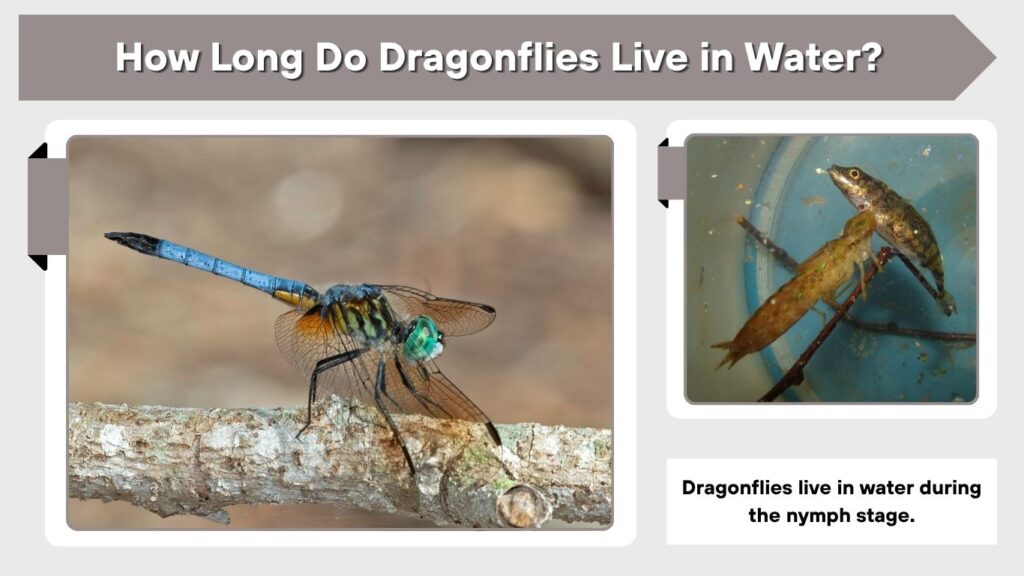 How Long Do Dragonflies Live in Water?