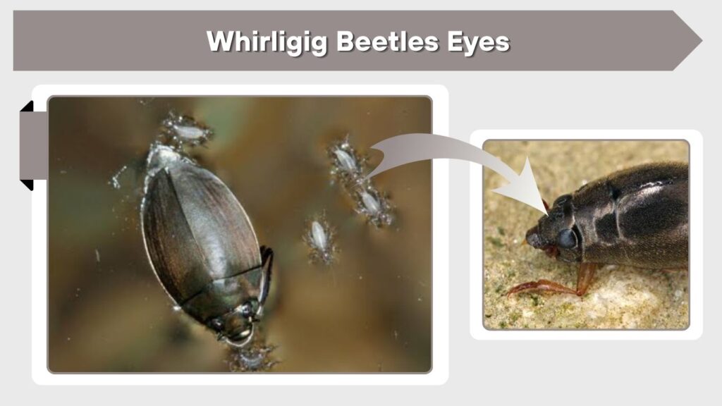 Whirligig Beetles Eyes