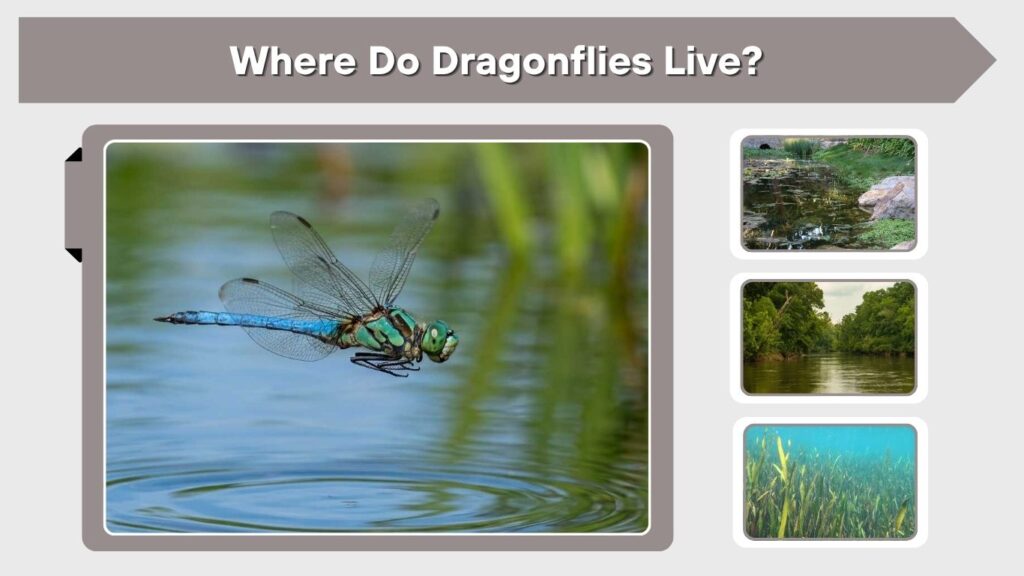 Where Do Dragonflies Live?