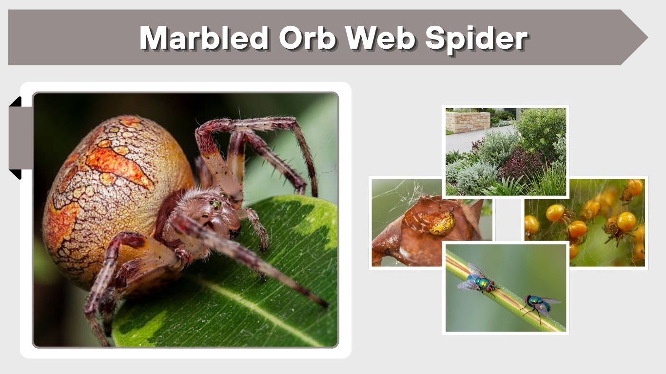 Marbled Orb Web Spider: Web, Bite, and Facts