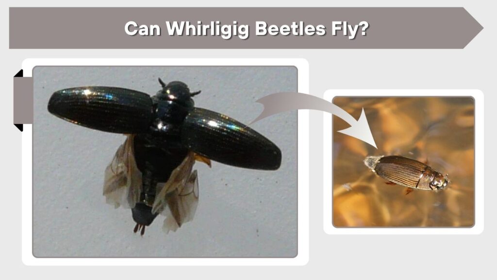 Can Whirligig Beetles Fly?
