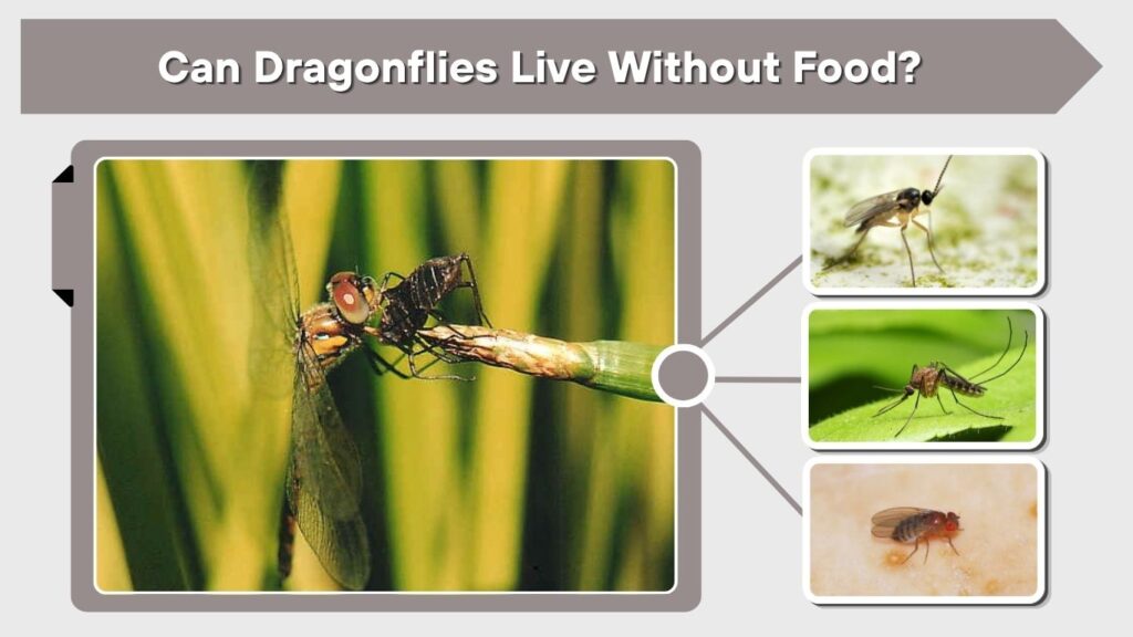 Can Dragonflies Live Without Food?
