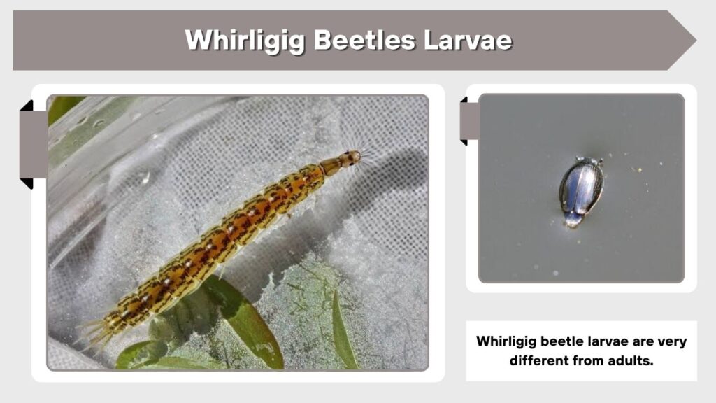 Whirligig Beetles Larvae