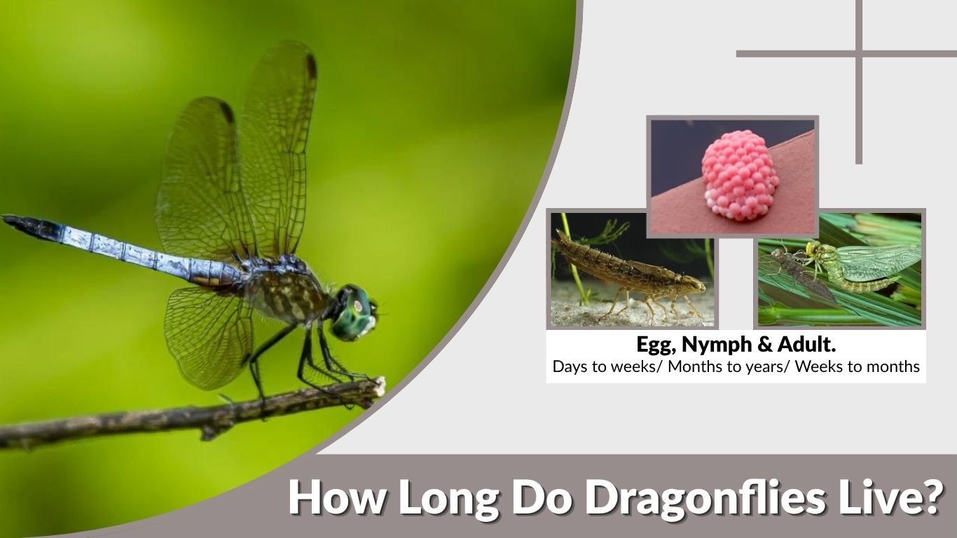 How Long Do Dragonflies Live? Lifespan and Habitat