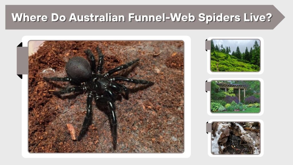 Where Do Australian Funnel-Web Spiders Live?