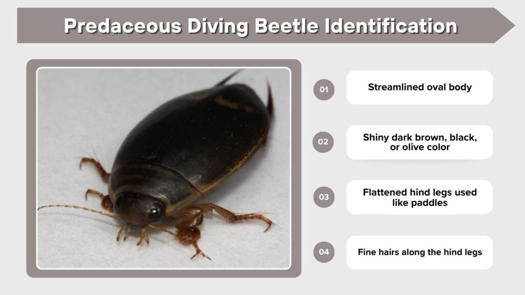 Predaceous Diving Beetle Identification