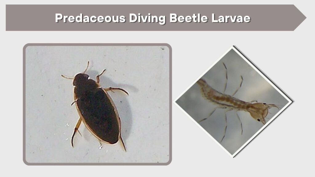 Predaceous Diving Beetle Larvae