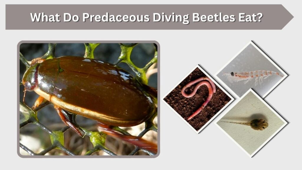 What Do Predaceous Diving Beetles Eat?