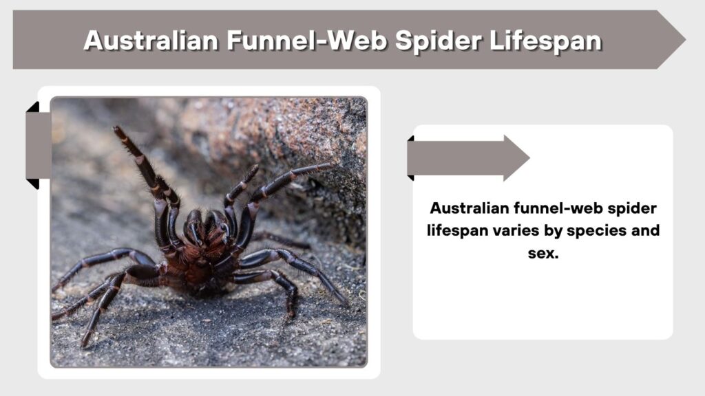 Australian Funnel-Web Spider Lifespan