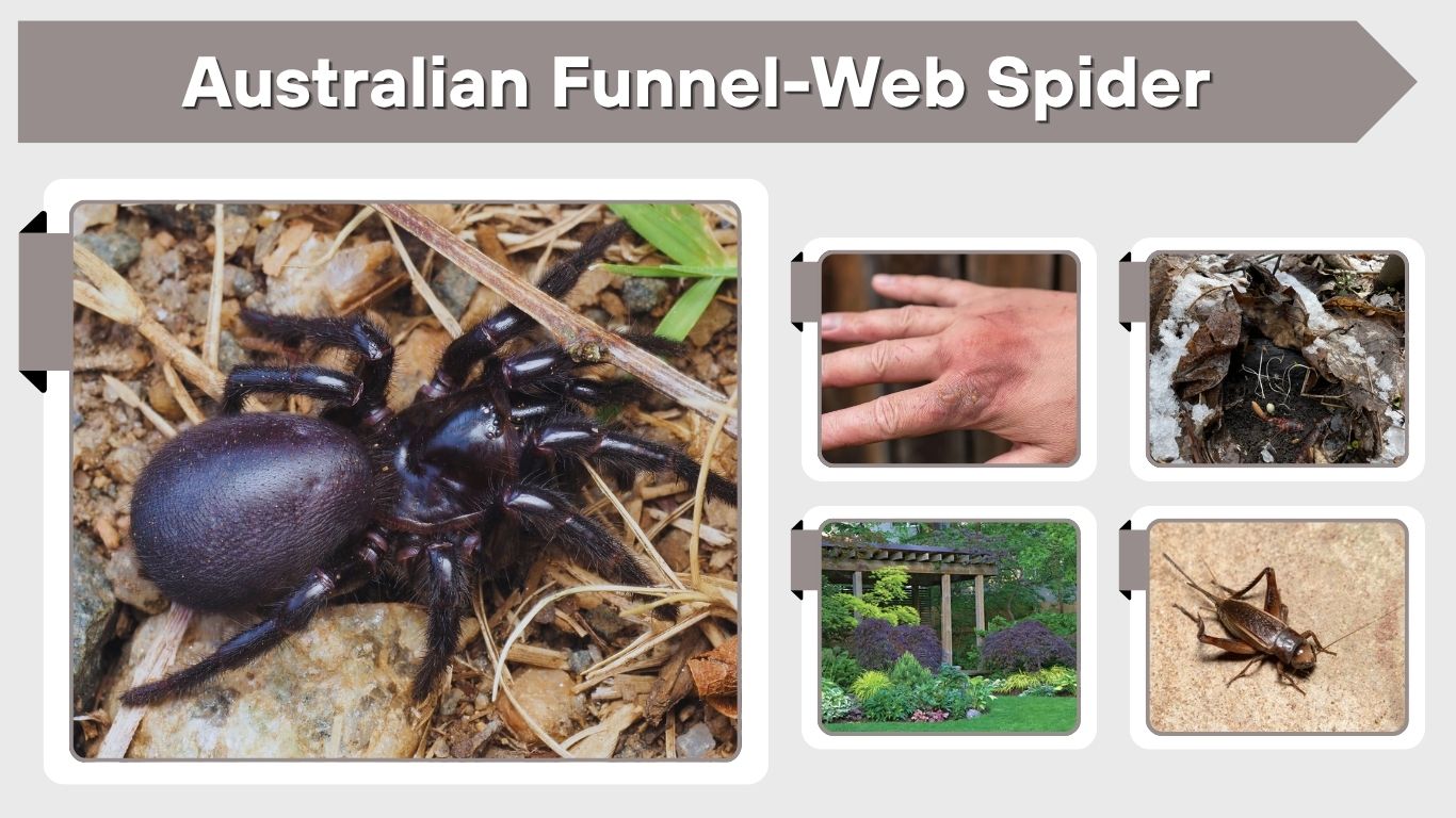 Australian Funnel-Web Spider: Bite, Venom, Size, Facts