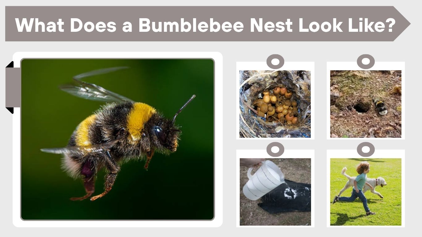 What Does a Bumblebee Nest Look Like? Location and Safety