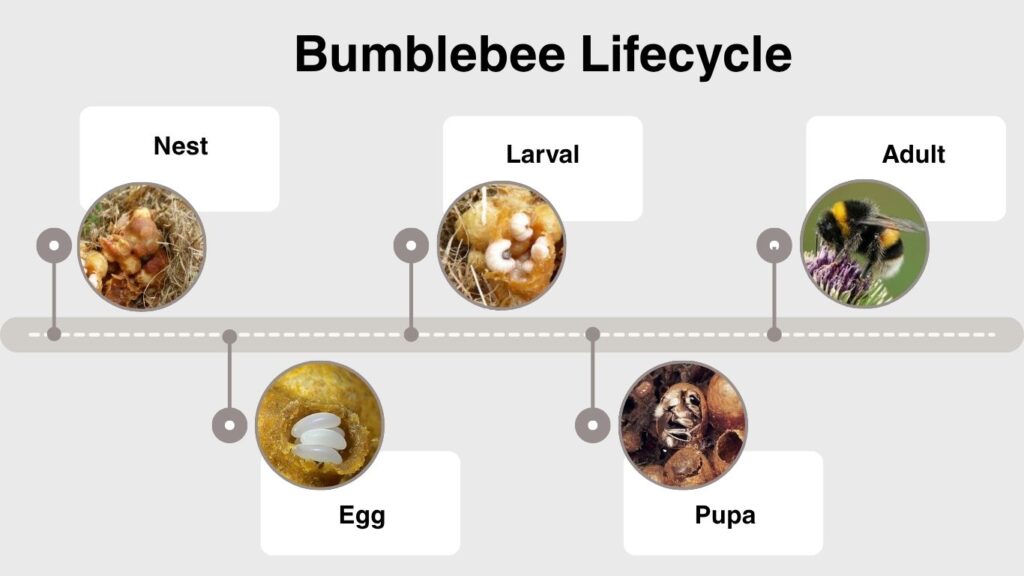 Bumblebee Lifecycle