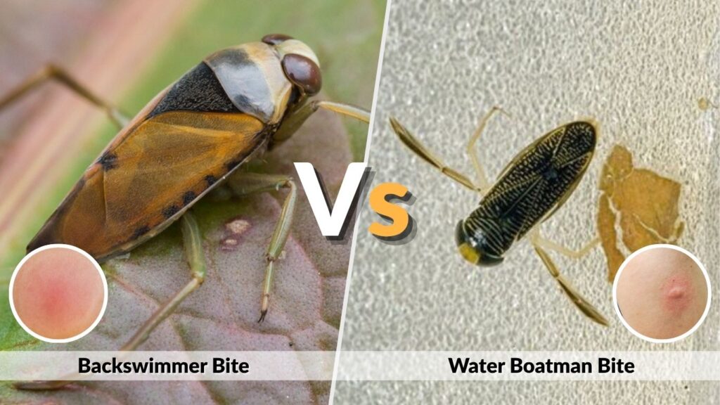 Backswimmer vs Water Boatman Bite