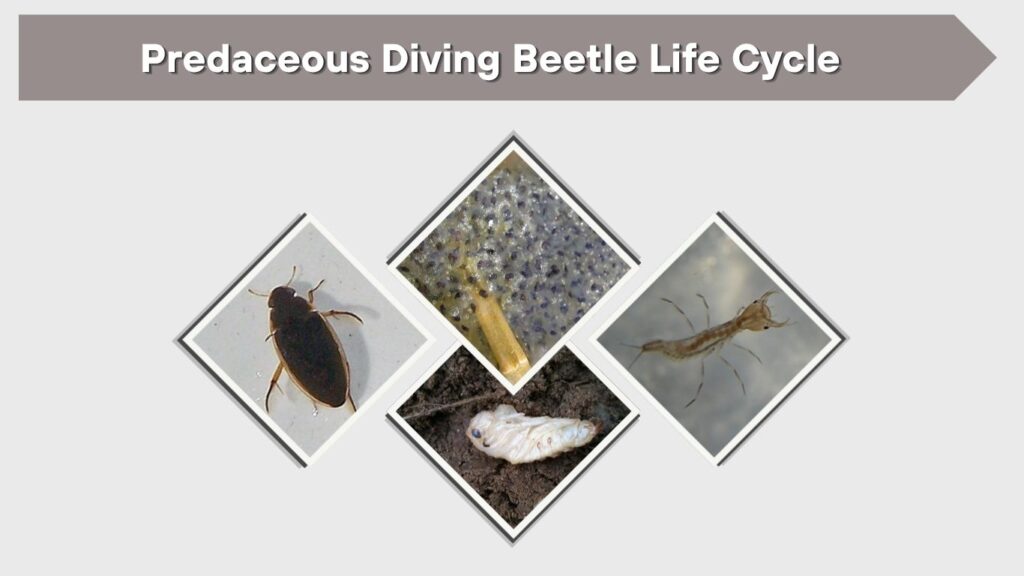 Predaceous Diving Beetle Life Cycle