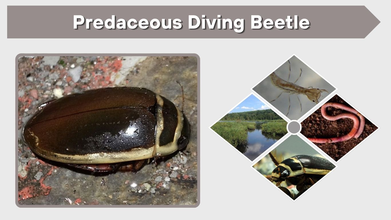 Predaceous Diving Beetle: Facts, Larvae, Bite, Diet and Life Cycle