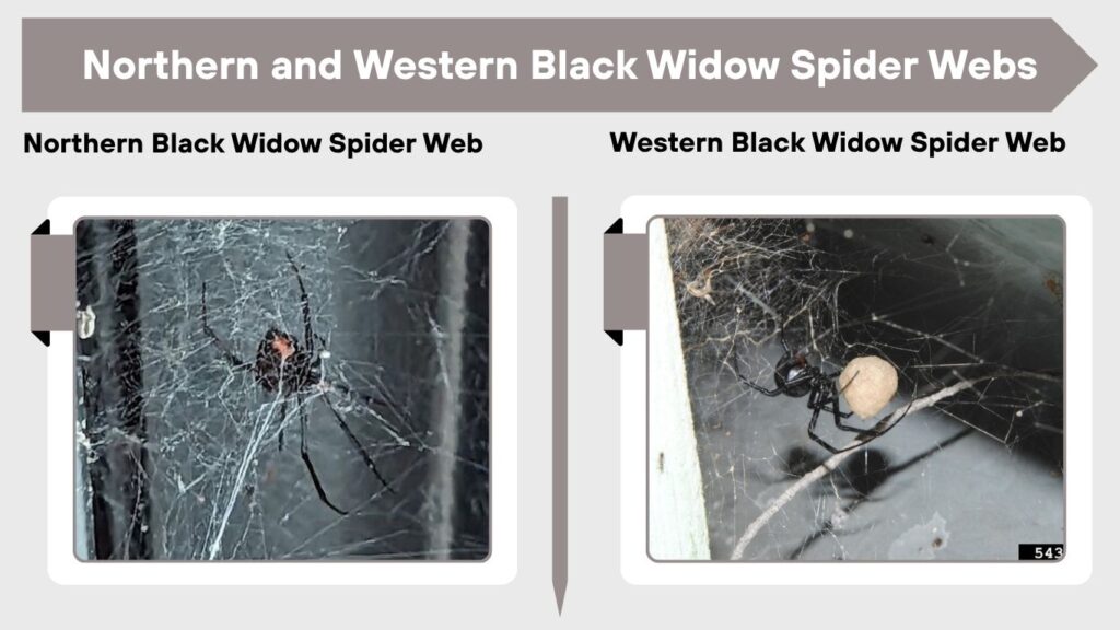 Northern and Western Black Widow Spider Webs