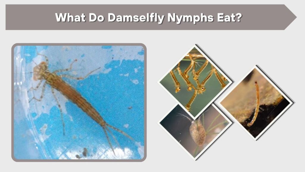 What Do Damselfly Nymphs Eat?