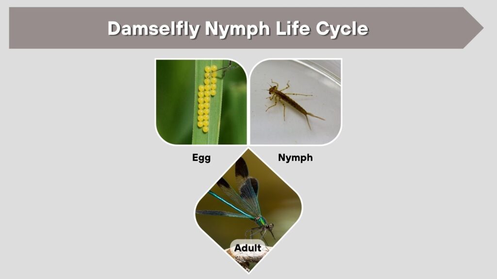Damselfly Nymph Life Cycle