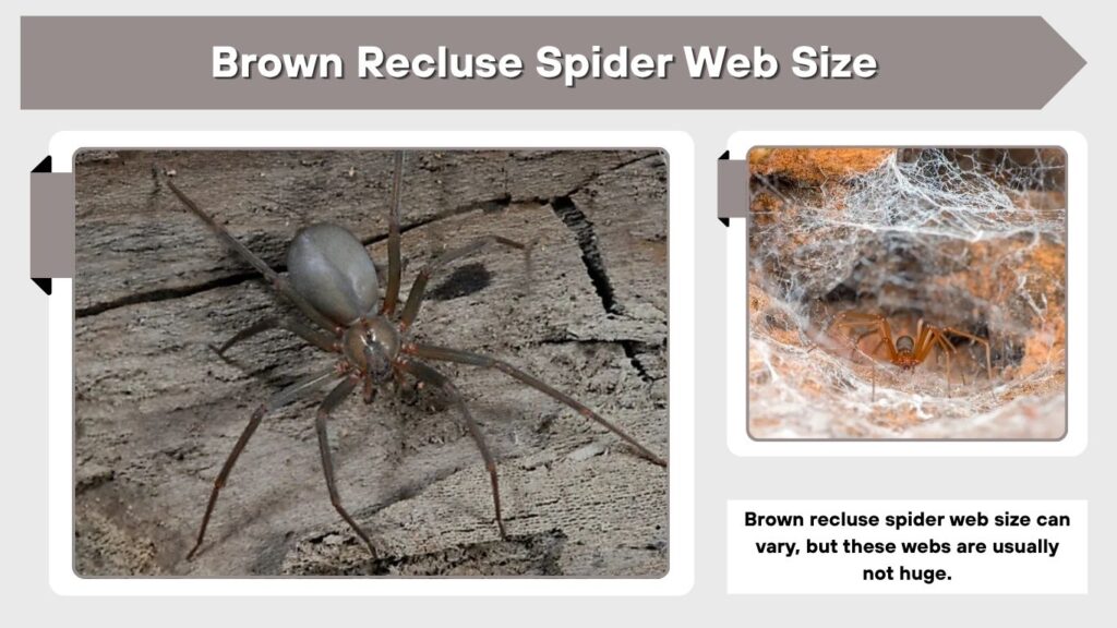 Brown Recluse Spider Web Size