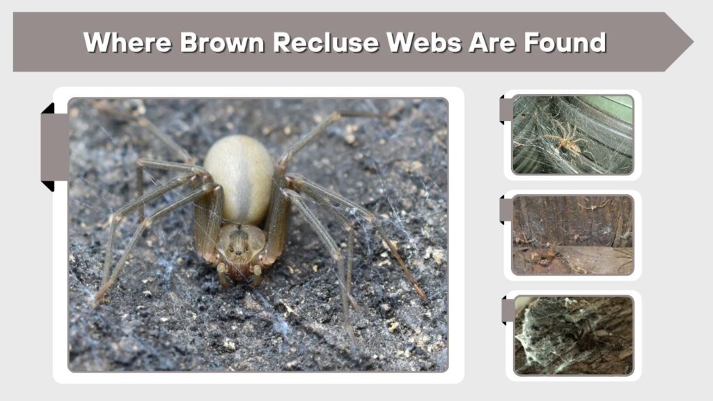 Where Brown Recluse Webs Are Found
