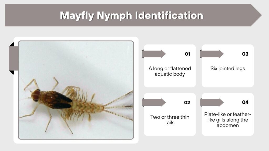 Mayfly Nymph Identification